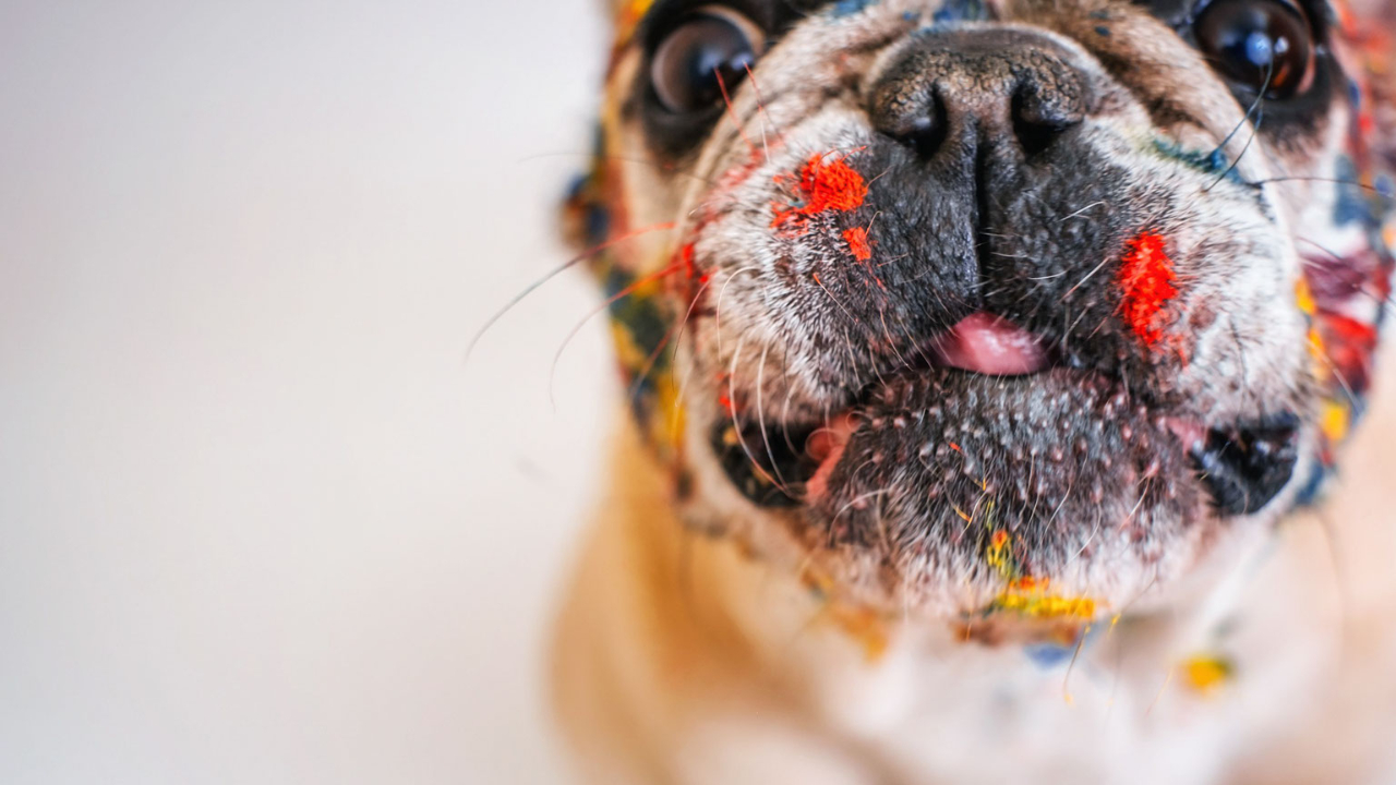 Is Acrylic Paint Toxic Let s Find The Best Answer Out is-acrylic-paint-toxic-let-s-find-the-best-answer-out