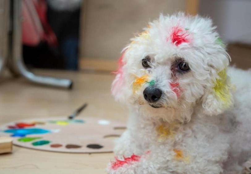 is paint bad for dogs